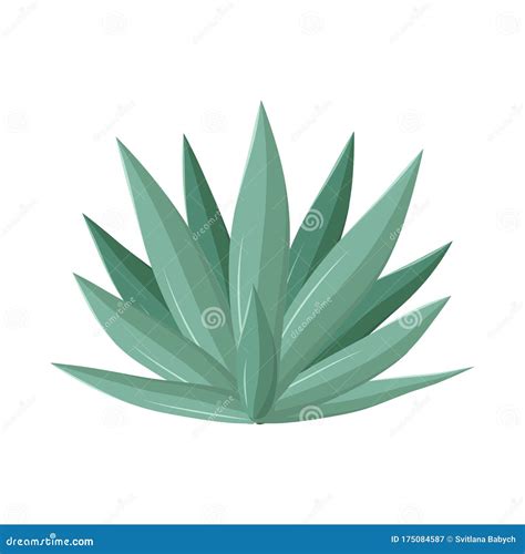 Agave Vector Ilustraciones Stock Vectores Y Clipart 7 407