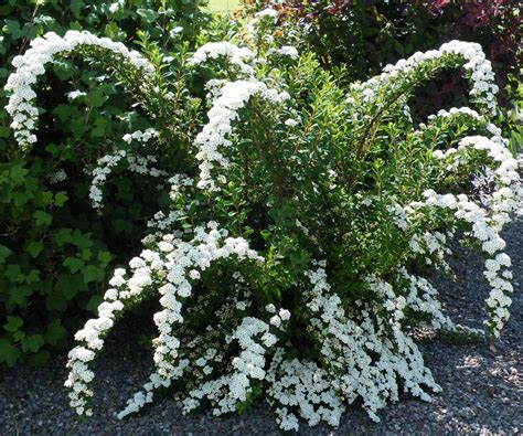 Саженцы спиреи японской - купить оптом в Москве
