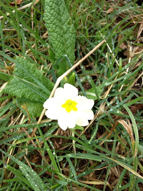 Common Primrose Essence: I STEP FULLY INTO MY BEING - Brigid's Way