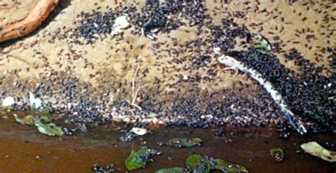 The Naked Jungle Trailers From Hell