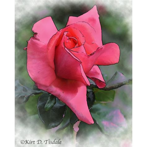 Floral/Still Life Art Print: Red Rose Bud In Watercolor