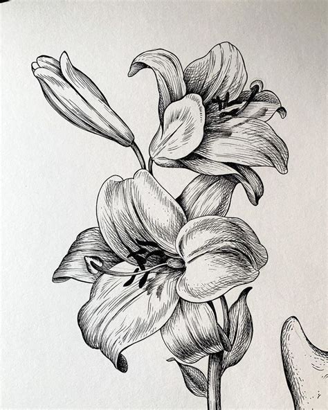 Pin By Mira Arti On Flower Art Drawing Botanical Drawings