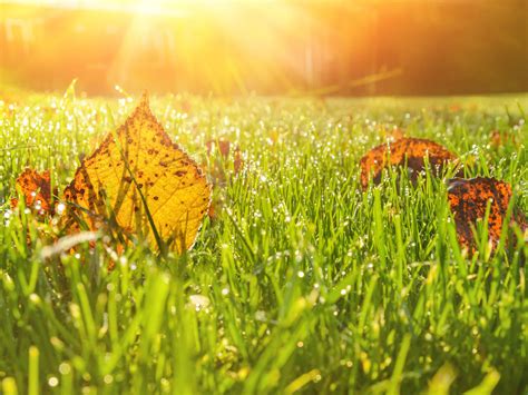 Lawn care in autumn