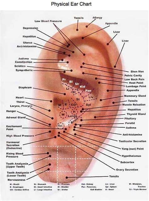 Map Of Ear Acupressure Treatment Ear Seeds Ear Reflexology