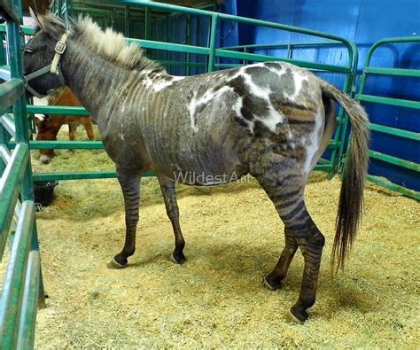A Zorse Of A Different Color By Wildestart Redbubble Zorse