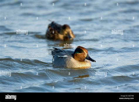 Female Teal Duck Hi Res Stock Photography And Images Alamy