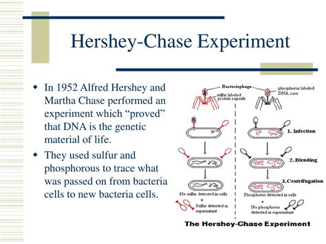 PPT Ch 9 DNA The Genetic Material PowerPoint Presentation Free