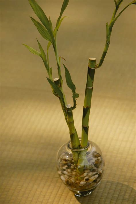Mealy Bugs in Ornamental Bamboo