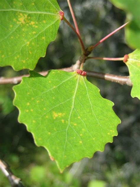 Осина (99 фото) » НА ДАЧЕ ФОТО