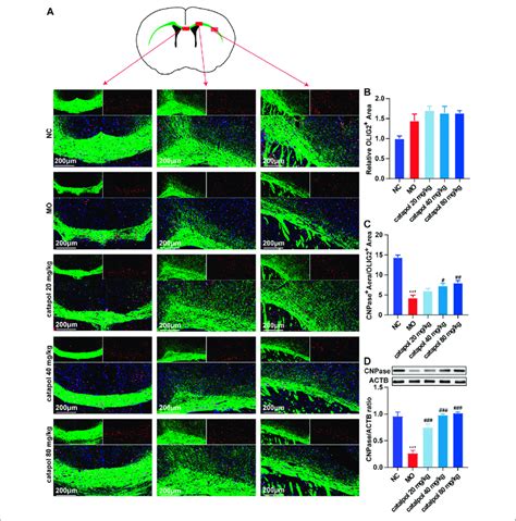 Catalpol At Different Concentrations Up Regulated CNPase In The