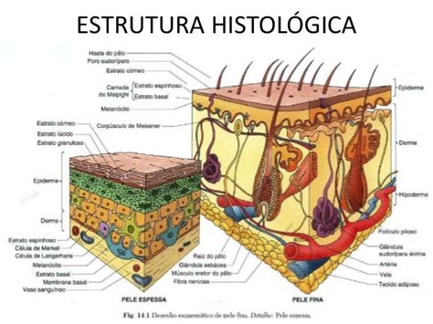 Sistema Tegumentar