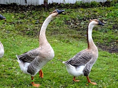 Китайские гуси (37 фото) - красивые фото и картинки pofoto.club