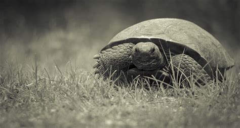 Gopher Tortoise | Wildlands Conservation