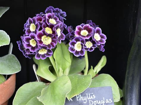 auricula theatre plant fairs roadshow
