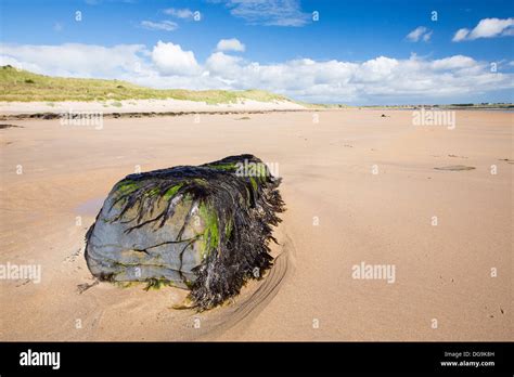 Beadnell Bay, in Northumberland, UK Stock Photo: 61678305 - Alamy