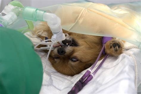 Cesarean Sections In Dogs Vet Answer Facts Photos And Faq Hepper