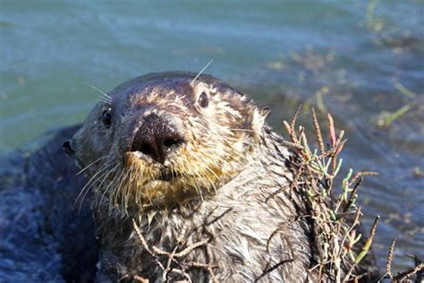 Saving the Sea Otter : r/conservation