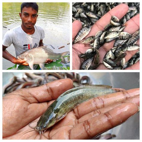 Five Useful Tips About Fish Farming In Nigeria Lima Feed Pelletizer