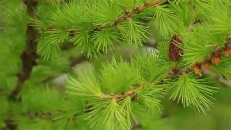 Larch Tree (Larix) - YouTube