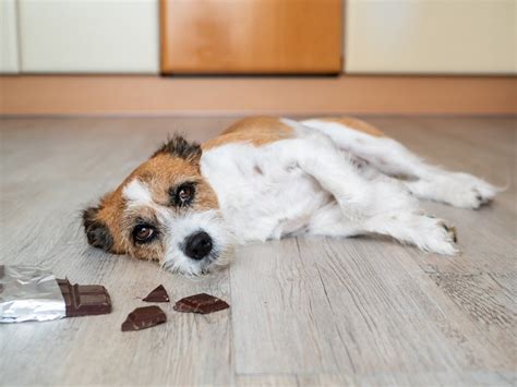 Se O Cachorro Comer Chocolate Ele Morre - Veja por que é perigoso dar chocolate para os cães | Viva a Cidade