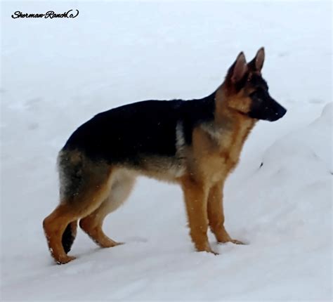 Trained German Shepherd Puppies Sherman Ranch