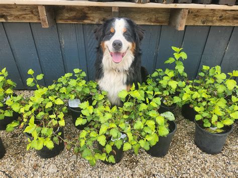 MaKami College - 𝐌𝐞𝐠𝐚𝐧 𝐁𝐞𝐬𝐭𝐞𝐫: 𝐓𝐡𝐞 𝐜𝐨𝐧𝐟𝐢𝐝𝐞𝐧𝐜𝐞 𝐨𝐟 𝐚 𝐧𝐞𝐰 𝐜𝐚𝐫𝐞𝐞𝐫 Megan was