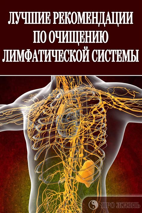 #очищение #лимфы #лимфатическая #система | Здоровье, Женское здоровье и ...