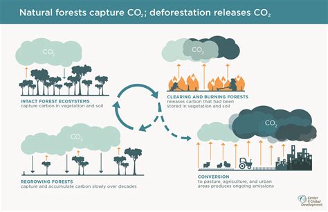 La forêt un puit de carbone La Maison de la Forêt