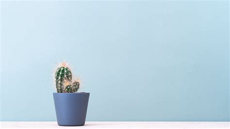 Minimalist Succulent Wallpapers - Wallpaper Cave