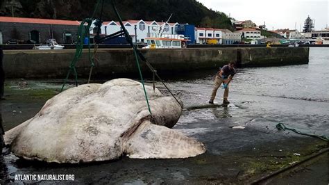 Ce poisson lune géant est le plus gros poisson osseux du monde Vidéo