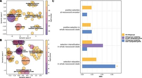 Common Sex Specific Differentially Expressed Genes Degs In Both