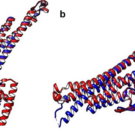 A Superimposed Structures Of Stat I Tasser Generated Structure Is