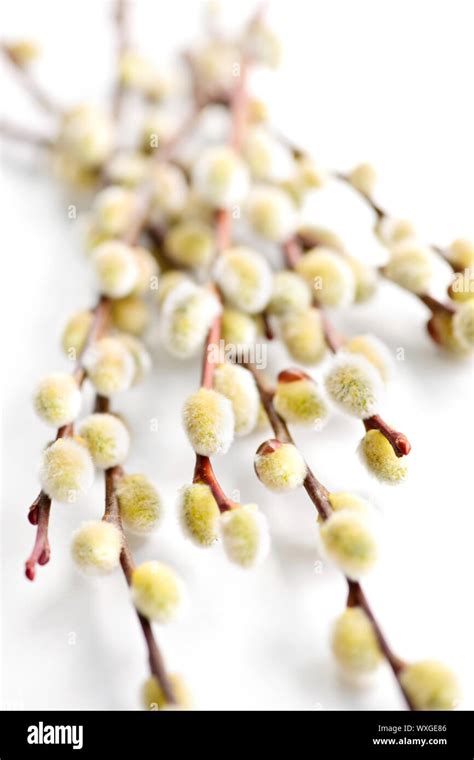 Spring Easter Pussy Willow Branches Isolated On White Background Stock Photo Alamy
