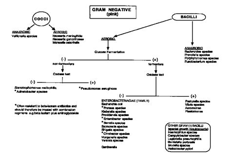 Gram Negative Flow Chart