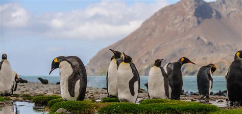 Wildlife Of Patagonia Chile And Argentina Adventure Travel