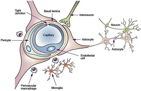 Schematic Representation Of The Blood Brain Barrier Bbb And