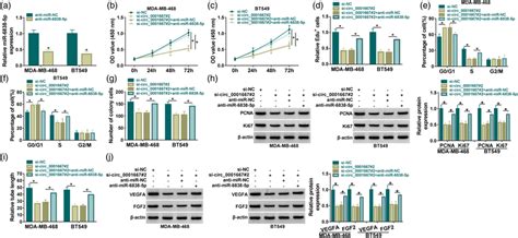 Downregulation Of Mir P Attenuated The Effect Of Circ