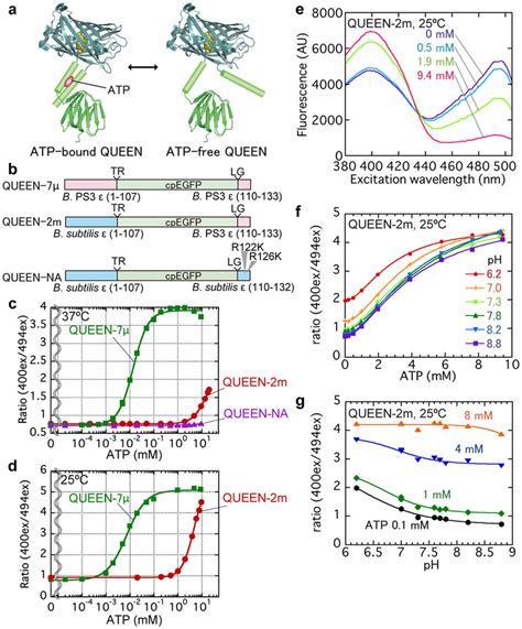 The Developed Single Fluorescent Protein Fp Type Atp Sensor ‘queen Download Scientific