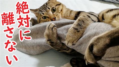 飼い主の腕にしがみついて離れない猫 肉球ドットコム（）