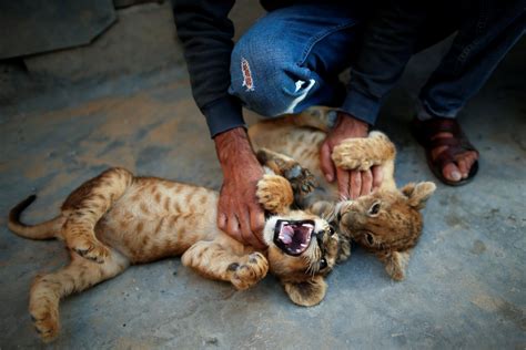 Palestinian man raises lion cubs as pets on rooftop in Gaza Strip ...