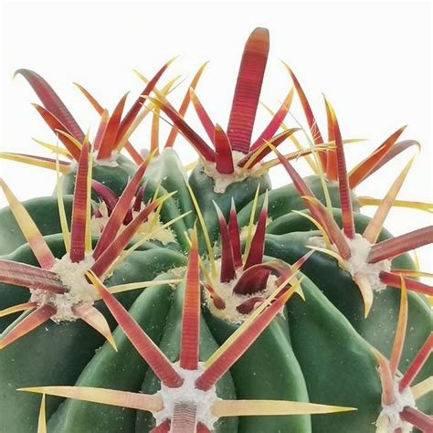 Ferocactus Latispinus Cm Cactaceae Giromagi Vendita Piante Grasse