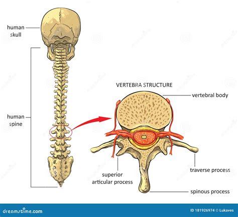 Espina Dorsal Humana Ilustraci N Del Vector Ilustraci N De Esquel Tico