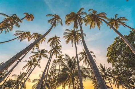 Premium Photo Summer Background With Coconut Trees And Sunset Warm