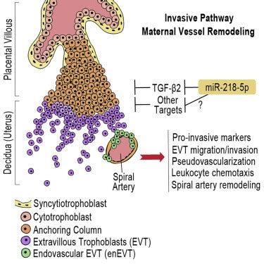 Microrna P Promotes Endovascular Trophoblast Differentiation And