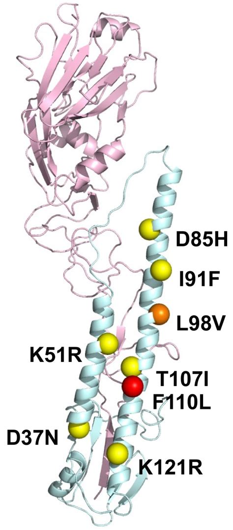 Schematic Representation Of The Positions Of Amino Acid Substitutions