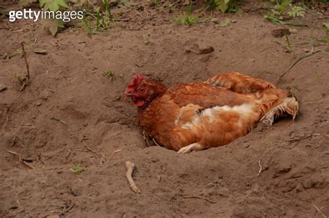 A Red Sex Link Chicken dusting in the dirt 이미지 2058411397 게티이미지뱅크