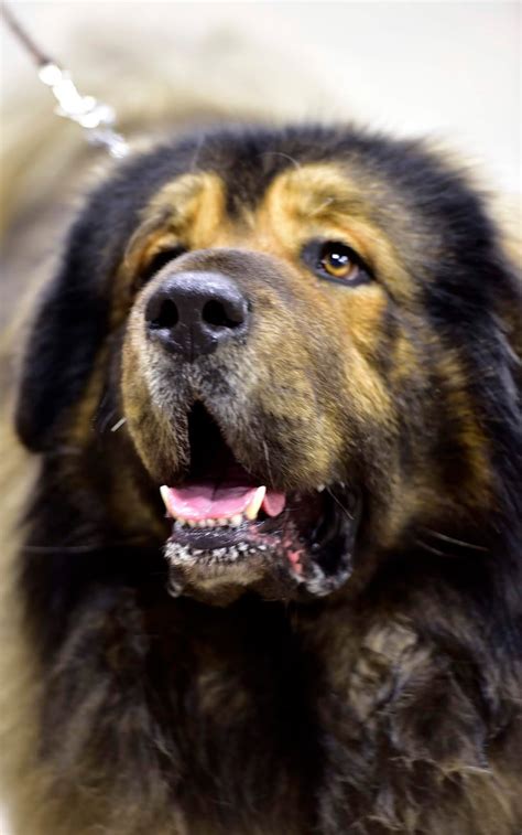 kathryns brain dog show tibetan mastiff national specialty