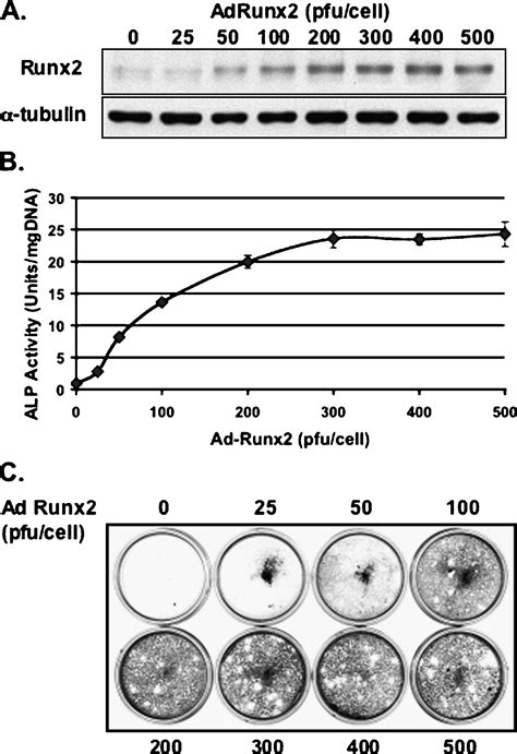 Gene Transfer Of The Runx2 Transcription Factor Enhances Osteogenic