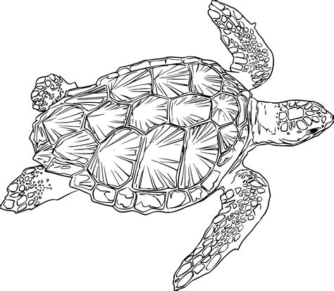 black and white clip art turtle 13