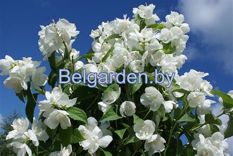 Чубушник (Жасмин садовый) Алебастр купить в Беларуси по цене 15 руб.